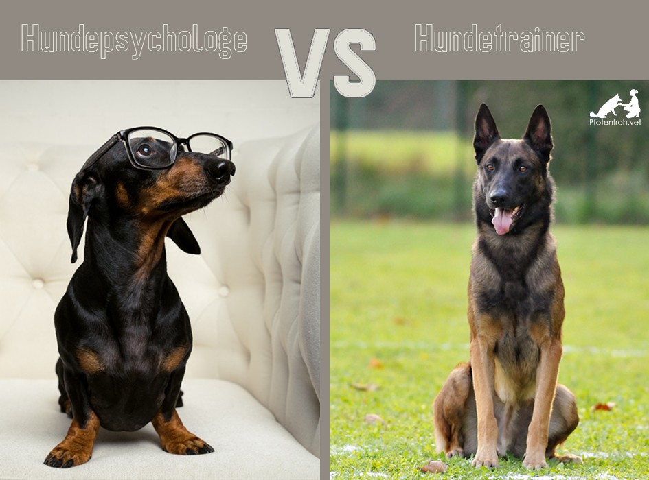 Hundepsychologe vs. Hundetrainer