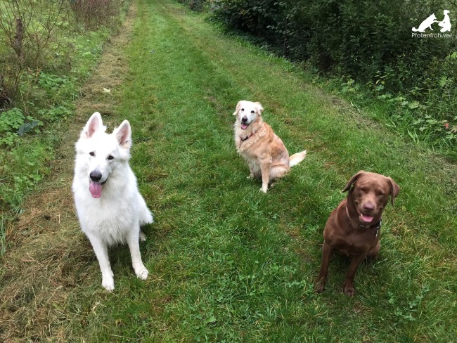 Bruno, Lilly & Zoey